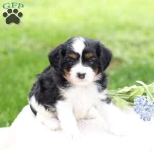 Loki, Cavapoo Puppy